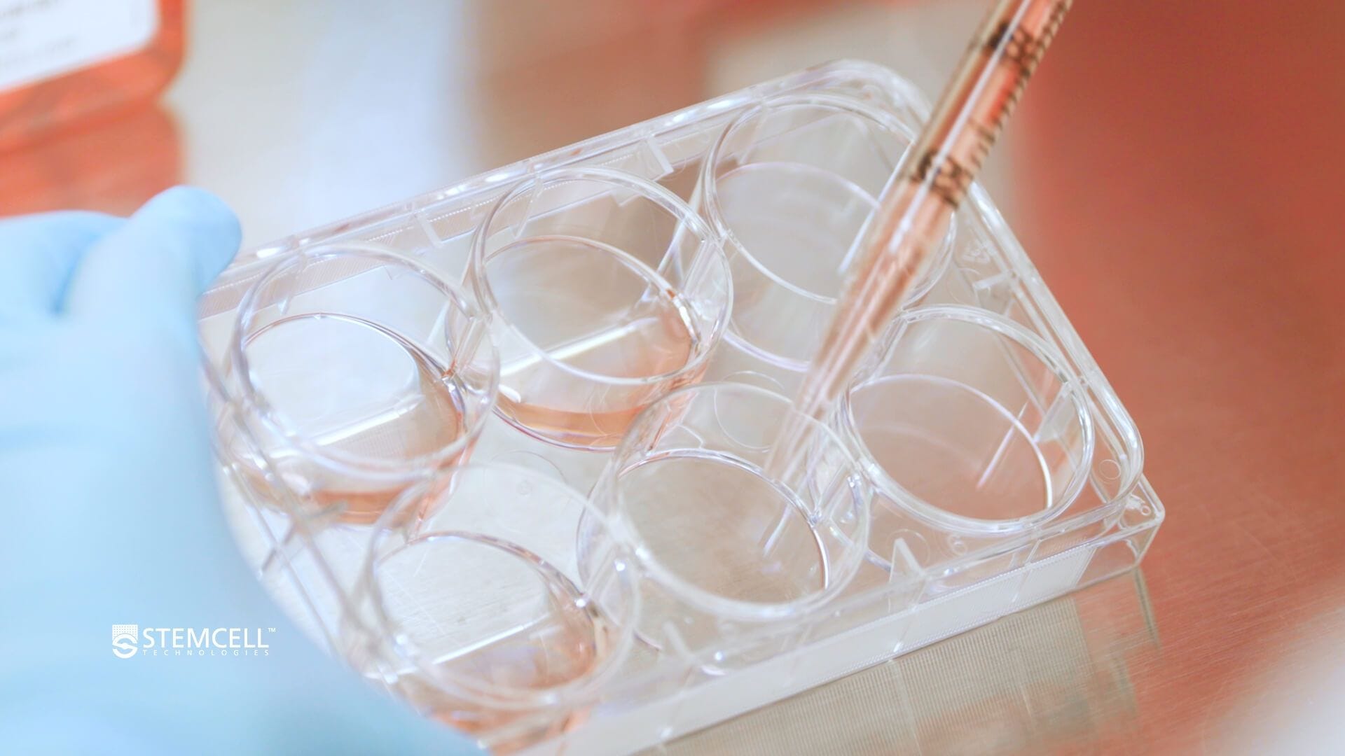 How to Coat Plates for Human Pluripotent Stem Cell (hPSC) Cultures in mTeSR™ Plus
