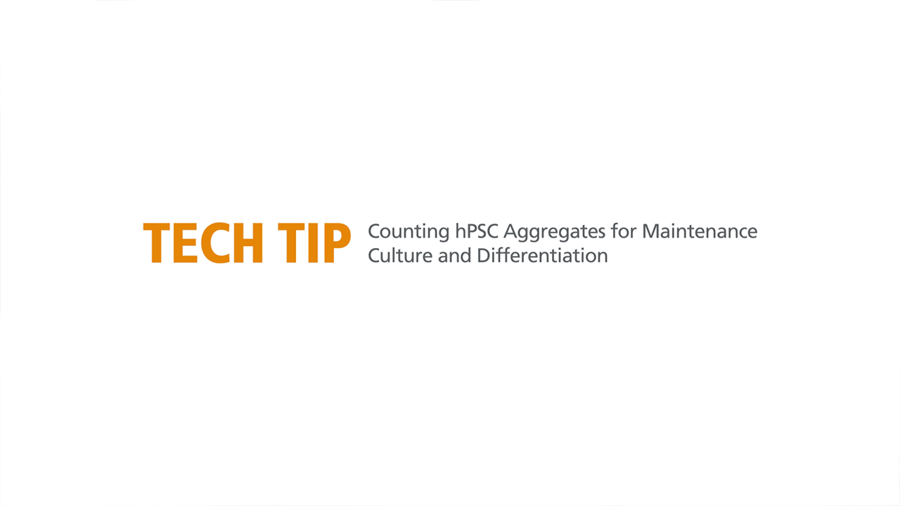 How to Count hPSC Aggregates to Determine Plating Density for Maintenance and Differentiation